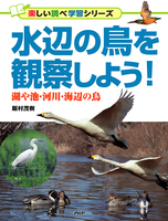 水辺の鳥を観察しよう!